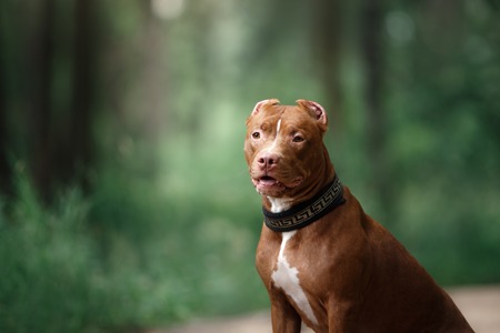 pit bull terrier dog in the park, red pet on the grassの写真素材