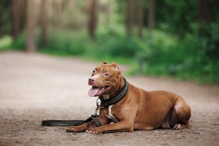 pit bull terrier dog in the park, red pet on the grassの写真素材