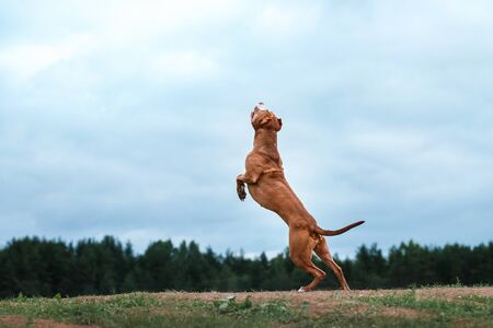 pit bull terrier dog active in the skyの写真素材