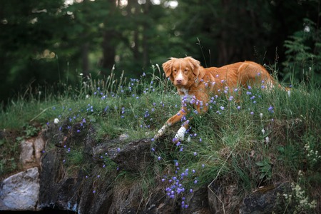 dog walks on nature, greens, flowers Nova Scotia Duck Tolling Retrieverの写真素材