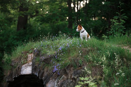 Dog in flowers in a park on the nature Jack Russell Terrierの写真素材