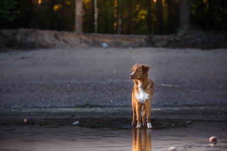 Nova Scotia Duck Tolling Retriever Dog in the water