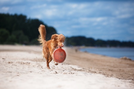 Nova Scotia Duck Tolling Retriever walking, active dog playing on the beach in summerの写真素材