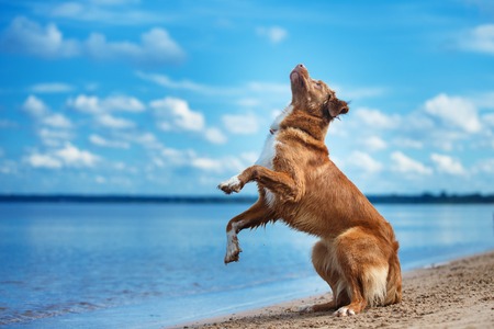 Nova Scotia Duck Tolling Retriever walking, active dog playing on the beach in summerの写真素材