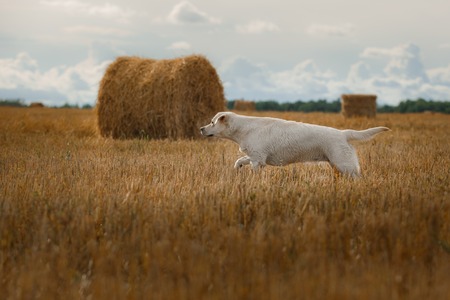 Beautiful Labrador retriever, dog walking in a field, lying on the hay, summer dayの写真素材