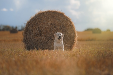 Beautiful Labrador retriever, dog walking in a field, lying on the hay, summer dayの写真素材