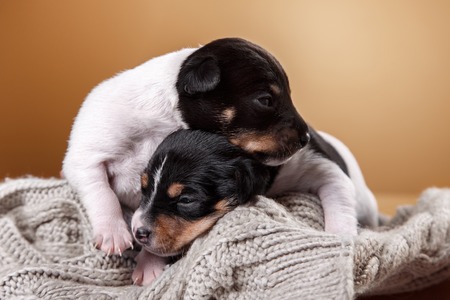Studio portrait little puppys breed Toy fox terrier on color background