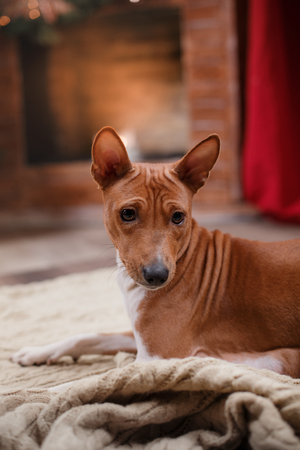 Dog breed Basenji, Christmas and New Year, studio backgroundの写真素材