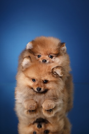 Beauty Red Pomeranian puppy on a colored backgroundの写真素材