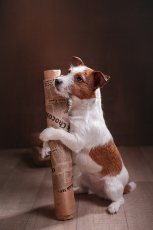 Dog breed Jack Russell Terrier portrait dog on a studio color backgroundの写真素材