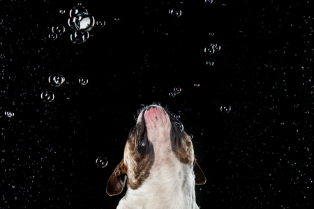 dog breed American Bulldog, Motion in the water, aqueous shootingの写真素材