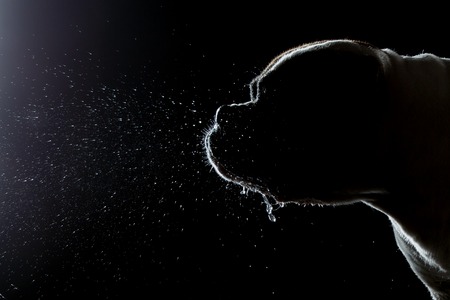 dog breed American Bulldog, Motion in the water, aqueous shootingの写真素材