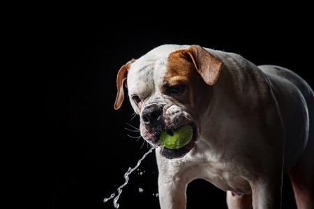 dog breed American Bulldog, Motion in the water, aqueous shootingの写真素材
