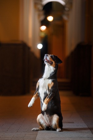 Entlebucher Mountain Dog, Sennenhund walks on a night city summerの写真素材