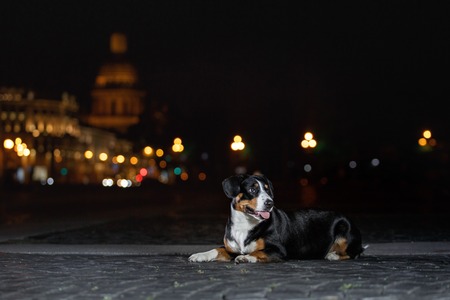Entlebucher Mountain Dog, Sennenhund walks on a night city summerの写真素材