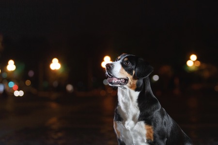 Entlebucher Mountain Dog, Sennenhund walks on a night city summerの写真素材
