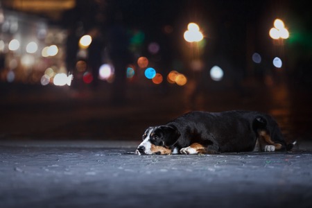 Entlebucher Mountain Dog, Sennenhund walks on a night city summerの写真素材