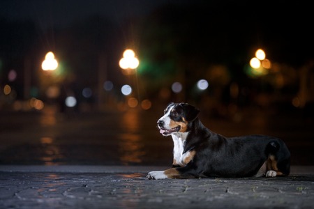Entlebucher Mountain Dog, Sennenhund walks on a night city summerの写真素材