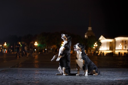 Entlebucher Mountain Dog, Sennenhund walks on a night city summerの写真素材