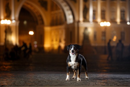 Entlebucher Mountain Dog, Sennenhund walks on a night city summerの写真素材