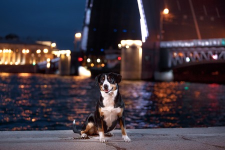 Entlebucher Mountain Dog, Sennenhund walks on a night city summerの写真素材