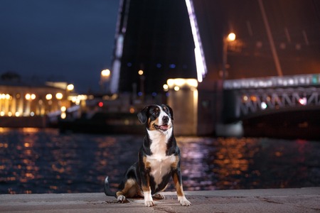 Entlebucher Mountain Dog, Sennenhund walks on a night city summerの写真素材