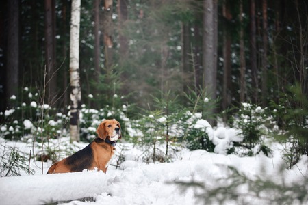 Dog breed Beagle walking in winter forestの写真素材