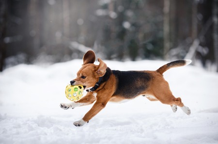 Dog breed Beagle walking in winter forest, run and play outdoorsの写真素材