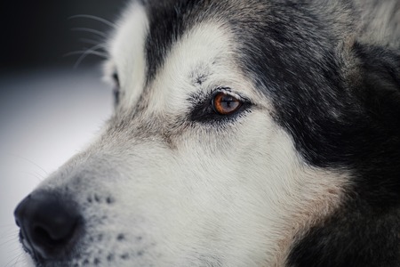 Dog breed Alaskan Malamute walking in winter forestの写真素材