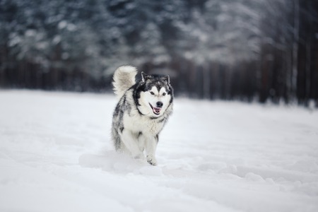 Dog breed Alaskan Malamute walking in winter forestの写真素材