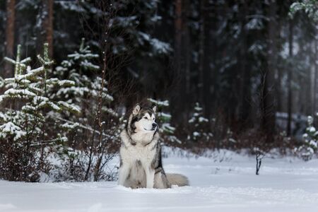 Dog breed Alaskan Malamute walking in winter forestの写真素材