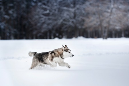 Dog breed Alaskan Malamute walking in winter forestの写真素材