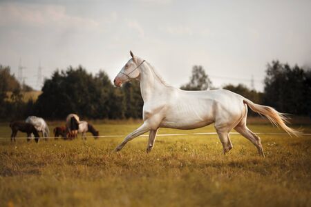 White Horse Akhal-Teke runs trot on the fieldの写真素材