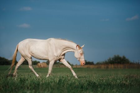 White Horse Akhal-Teke runs trot on the fieldの写真素材