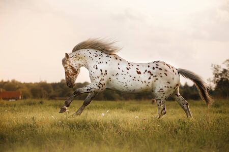 White spot in the horse runs gallopの写真素材