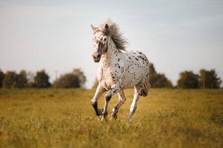 White spot in the horse runs gallopの写真素材