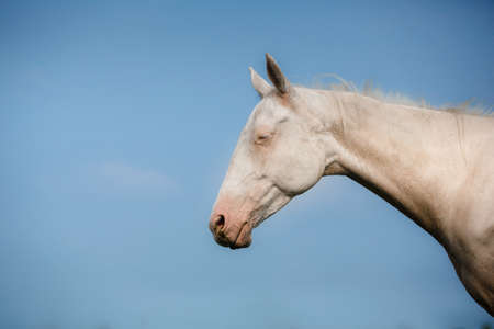 White Horse Akhal-Teke runs trot on the fieldの写真素材