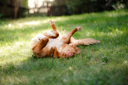 Dog Nova Scotia Duck Tolling Retriever lying in the garden on the green grassの写真素材