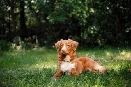 Dog Nova Scotia Duck Tolling Retriever lying in the garden on the green grassの写真素材