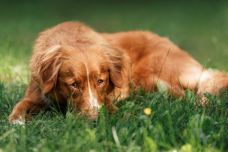 Dog Nova Scotia Duck Tolling Retriever lying in the garden on the green grassの写真素材