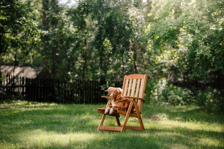 Dog Nova Scotia Duck Tolling Retriever lying in the garden on a wooden tableの写真素材