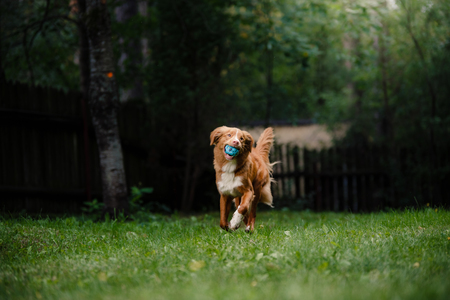 Dog Nova Scotia Duck Tolling Retriever running around the garden, on green grassの写真素材
