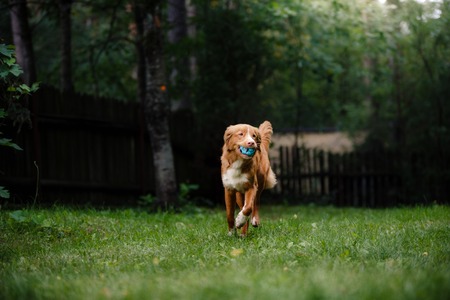 Dog Nova Scotia Duck Tolling Retriever running around the garden, on green grassの写真素材