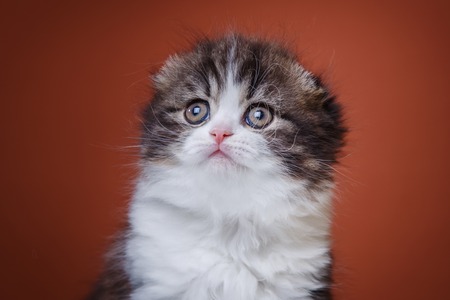 Kitten scottish fold breed on a color on a color background backgroundの写真素材