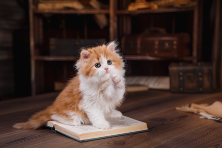 Kitten scottish fold breed on a color on a color background backgroundの写真素材