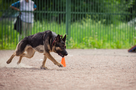 dog competition, police dog training, dogs sport, sports competitionの写真素材