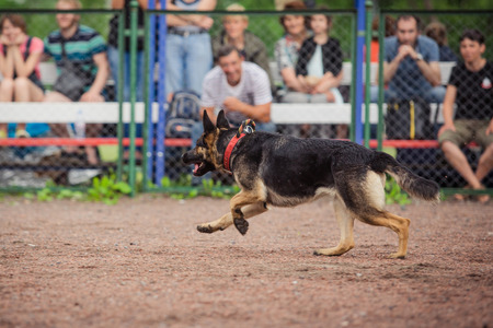dog competition, police dog training, dogs sport, sports competitionの写真素材