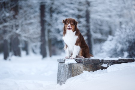 Dog breed Australian Shepherd, Aussie, walking in winter forestの写真素材