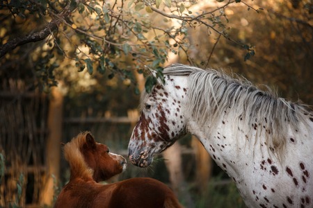 White horse and her little foal walk on the paddock in summer,の写真素材