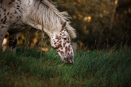 White spotted horse portrait, walk on the paddock in summerの写真素材
